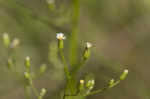 Canadian horseweed